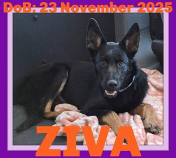 ZIVA -  German Shepherd Dog Dog Available for Adoption in Sebec, Maine - ZIVA | PetCurious