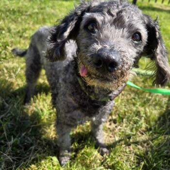 Poodle Dogs Available for Adoption in Valparaiso, Indiana - Larry | PetCurious