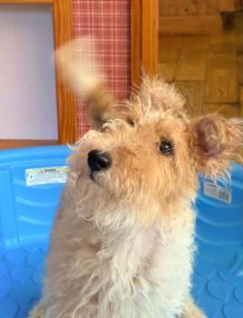 Pippi -  Wire Fox Terrier Dog for Adoption in Houston, Texas - Pippi | PetCurious
