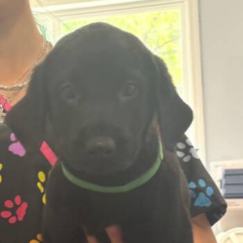 Noble -  Mixed Breed Dog for Adoption in Columbus, North Carolina - Noble | PetCurious
