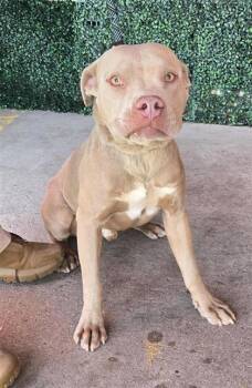 61275072 -  Pit Bull Terrier and Mixed Breed Dog for Adoption in El Paso, Texas - 61275072 | PetCurious