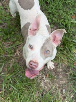 Talon -  Mixed Breed Dog for Adoption in Petersburg, Virginia - Talon | PetCurious