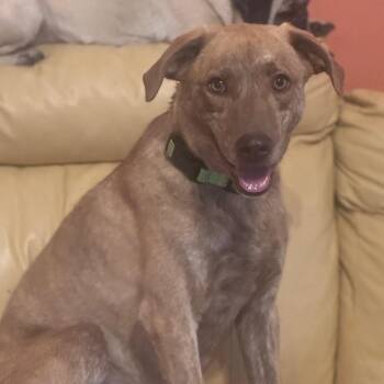 Marshall -  Mixed Breed Dog for Adoption in Inwood, West Virginia - Marshall | PetCurious