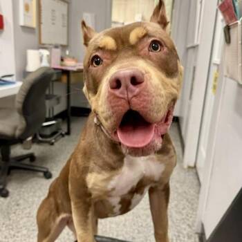 AURELIA -  Pit Bull Terrier Dog for Adoption in Cranston, Rhode Island - AURELIA | PetCurious
