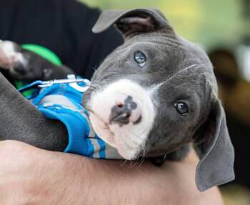 Campbell -  Pit Bull Terrier Dog for Adoption in Oxford, Michigan - Campbell | PetCurious