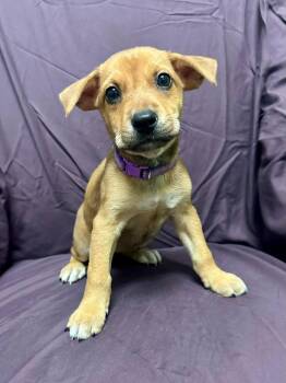 Shepherd Dogs Available for Adoption - Dolly Parton  | PetCurious