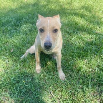 Dolly -  Mixed Breed Dog for Adoption in Danville, Vermont - Dolly | PetCurious