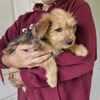 Puppies - Crackle -  Terrier Dog for Adoption in Longview, Washington - Puppies - Crackle | PetCurious