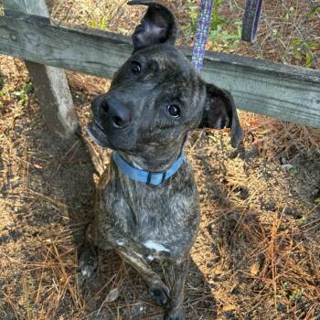 Rescue Mixed Breed Dogs for Adoption in Milton, Florida - ZuZu | PetCurious