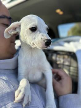 Rescue Chihuahua Dogs for Adoption in Auburn, Washington - PATCH | PetCurious
