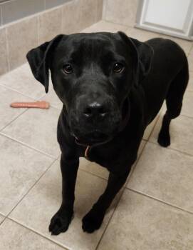 Matilda -  Black Labrador Retriever and American Staffordshire Terrier Dog for Adoption in Clinton, Oklahoma - Matilda | PetCurious
