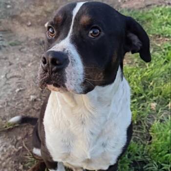 Leo * -  Catahoula Leopard Dog and Mixed Breed Dog for Adoption in Wadena, Minnesota - Leo * | PetCurious