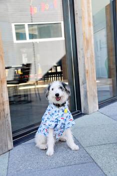 Paul -  Sheep Dog Dog for Adoption in Salt Lake City, Utah - Paul | PetCurious