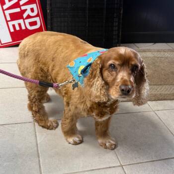 Chatham -  Cocker Spaniel Dog for Adoption in Savannah, Georgia - Chatham | PetCurious