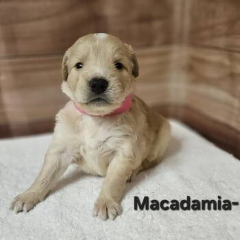 Labrador Retriever and Golden Retriever Dogs Available for Adoption in Griswold, Connecticut - Macadamia | PetCurious