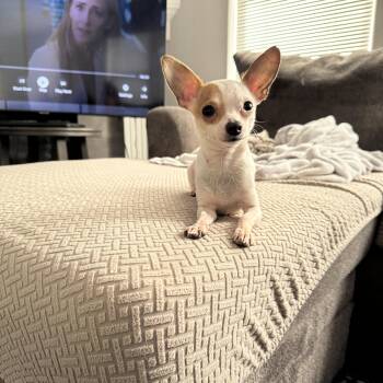 Chihuahua Dogs Available for Adoption - Gazpacho | PetCurious