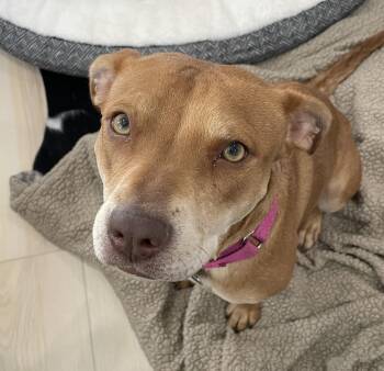 Sheba aka Nala -  Pit Bull Terrier and Mixed Breed Dog for Adoption in Severance, Colorado - Sheba Aka Nala | PetCurious