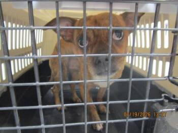 Rizzy(intake1) -  Chihuahua Dog for Adoption in Marietta, Georgia - Rizzy(intake1) | PetCurious