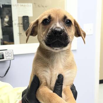 Hound and Labrador Retriever Dogs Available for Adoption in Maynardville, Tennessee - Iris | PetCurious