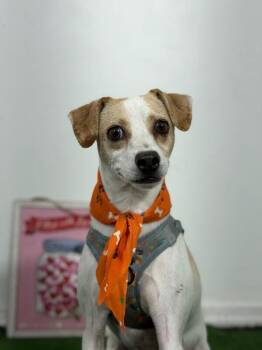 Edwin-One of our Amazing Rescue Dogs -  Jack Russell Terrier and Parson Russell Terrier Dog for Adoption in Carlsbad, California - Edwin-One Of Our Amazing Rescue Dogs | PetCurious