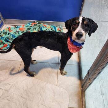 Bernese Mountain Dog Dogs Available for Adoption - Huxley | PetCurious