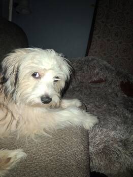 Havanese Dogs Available for Adoption - Benji | PetCurious