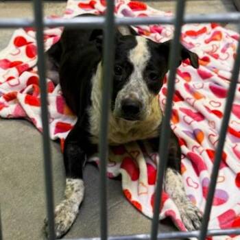 Bea2047 -  Pit Bull Terrier and Collie Dog for Adoption in San Jacinto, California - Bea2047 | PetCurious