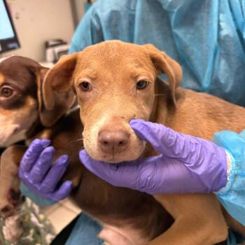 Cyclone -  Mixed Breed Dog for Adoption in Charleston, West Virginia - Cyclone | PetCurious