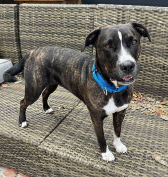 Rescue Mixed Breed Dogs for Adoption in Rockwall, Texas - Indy | PetCurious