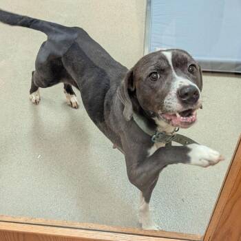 Pit Bull Terrier Dogs Available for Adoption - Penny | PetCurious