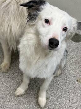 Australian Shepherd Dogs Available for Adoption in Disputanta, Virginia - Bennie | PetCurious
