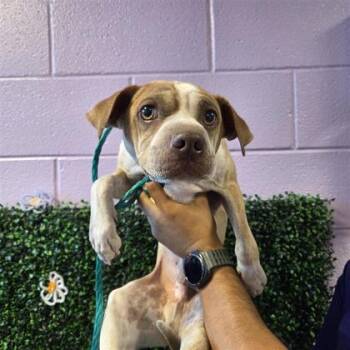 Mixed Breed Dogs Available for Adoption in El Paso, Texas - 61032557 | PetCurious