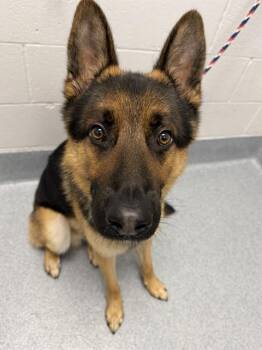 WENSHI -  German Shepherd Dog Dog for Adoption in Indianapolis, Indiana - WENSHI | PetCurious