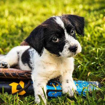 Harley -  Terrier and Australian Cattle Dog Blue Heeler Dog for Adoption in Humble, Texas - Harley | PetCurious