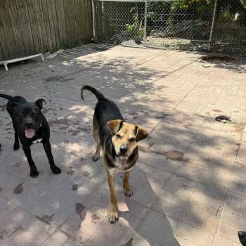 Rescue American Staffordshire Terrier and Labrador Retriever Dogs for Adoption in Spring, Texas - BeeBee | PetCurious