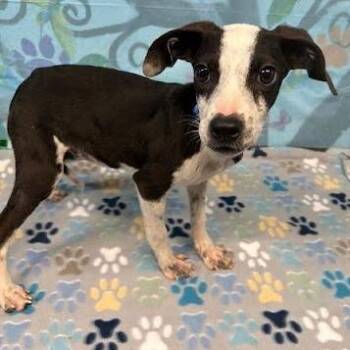 Feist and Australian Cattle Dog Blue Heeler Dogs Available for Adoption in Hattiesburg, Mississippi - Oreo | PetCurious