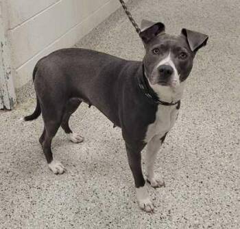 Pit Bull Terrier and Mixed Breed Dogs Available for Adoption in Kansas City, Missouri - Leslie | PetCurious