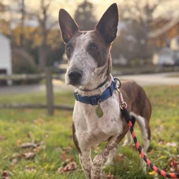 Rescue Portuguese Podengo and Greyhound Dogs for Adoption in Hanson, Massachusetts - Juno (Foster Or Adopter Wanted. Reduced Fee) | PetCurious