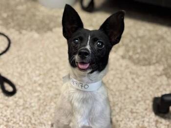 BOTTLE ROCKET -  Chihuahua and Mixed Breed Dog for Adoption in Colorado Springs, Colorado - BOTTLE ROCKET | PetCurious