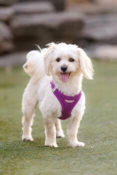 Heathcliff -  Maltese and Havanese Dog for Adoption in Rockwall, Texas - Heathcliff | PetCurious