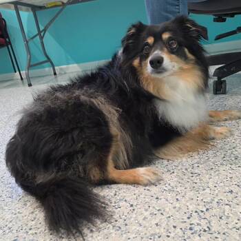 Archie -  Australian Shepherd Dog for Adoption in Hutchinson, Minnesota - Archie | PetCurious