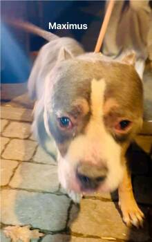 Rescue American Bully Dogs for Adoption in Vaudreuil-dorion, Quebec - Maximus | PetCurious