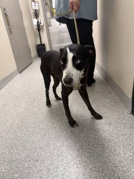 MONA LISA -  Pointer and Mixed Breed Dog for Adoption in Pasadena, Texas - MONA LISA | PetCurious