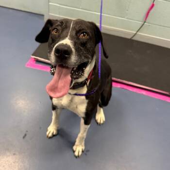 Runner -  Mixed Breed Dog for Adoption in Greensboro, North Carolina - Runner | PetCurious