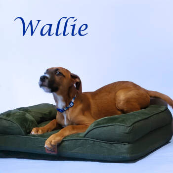 Rescue Boxer and Labrador Retriever Dogs for Adoption in Lebanon, Tennessee - Wallie D25-197 | PetCurious