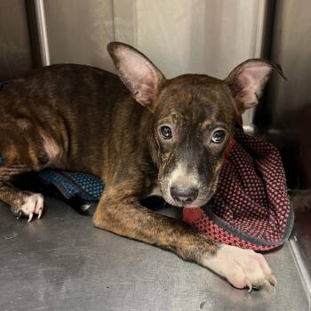 GG -  Mixed Breed Dog for Adoption in Chattanooga, Tennessee - GG | PetCurious