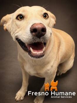 Little Miss Giggles -  Labrador Retriever and Mixed Breed Dog for Adoption in Fresno, California - Little Miss Giggles | PetCurious