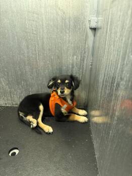 STEWY -  Dachshund and Mixed Breed Dog for Adoption in San Antonio, Texas - STEWY | PetCurious