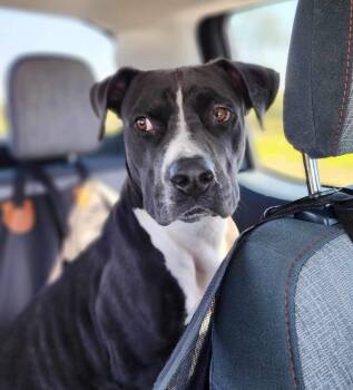 Rescue American Staffordshire Terrier and Pit Bull Terrier Dogs for Adoption in Fort Pierce, Florida - Tater | PetCurious