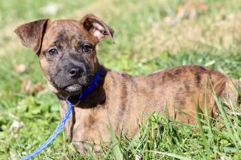 Rescue Mixed Breed Dogs for Adoption in Brazil, Indiana - FRITO | PetCurious